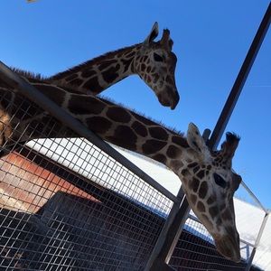 Meet your Posher, Jodi